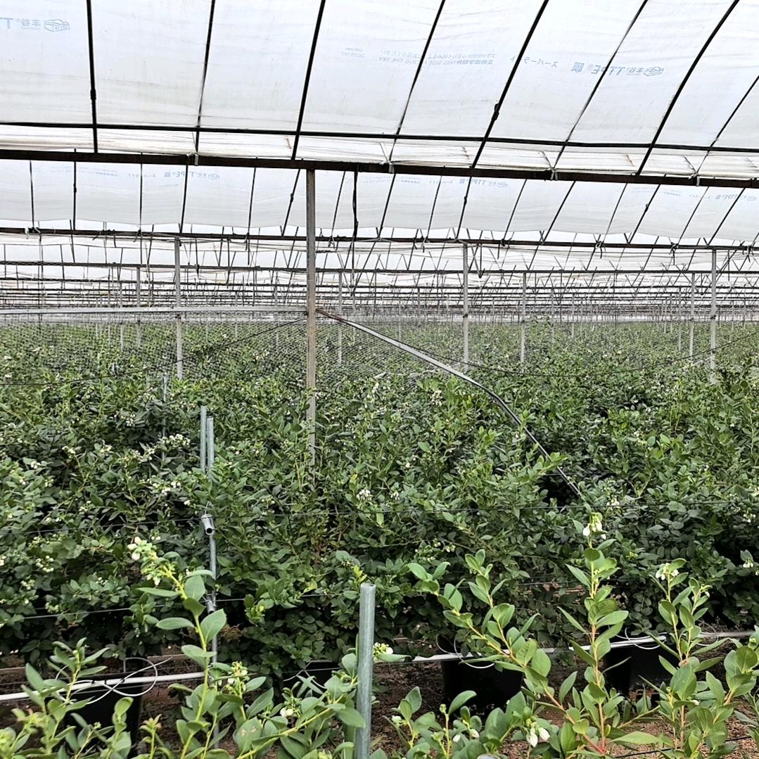 莓好蓝莓甄选店