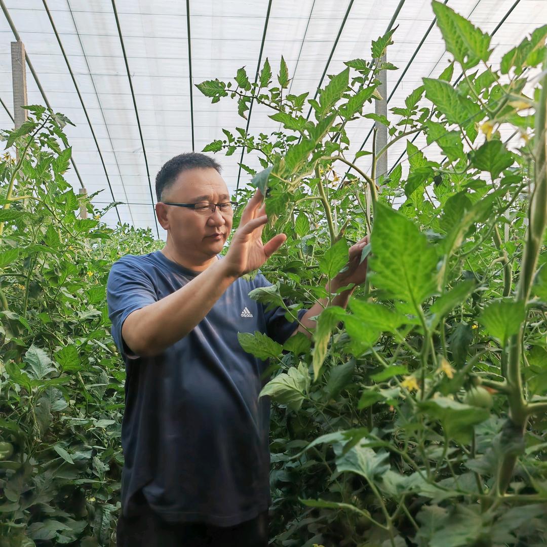 巨大星—龙灯膨果翟工