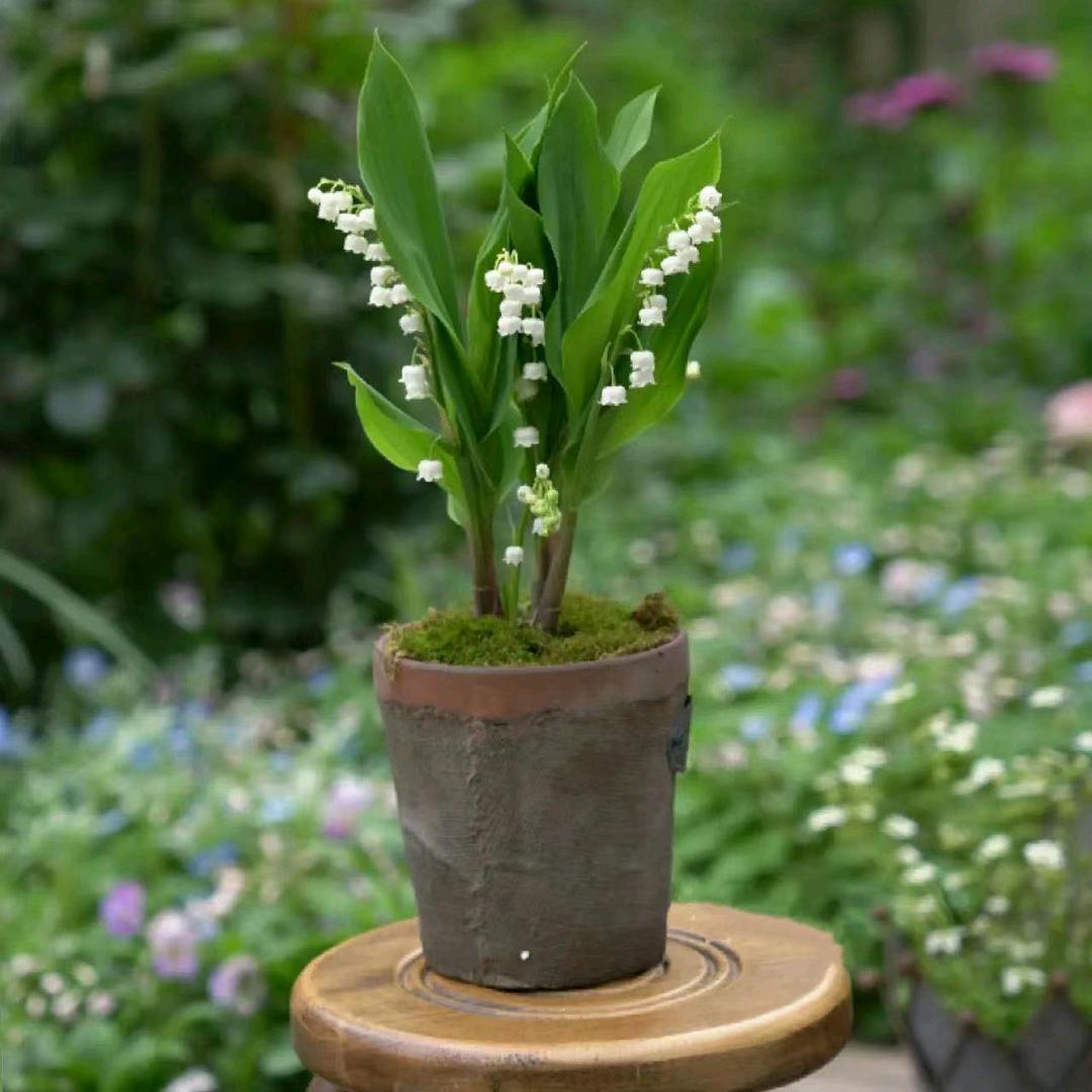 消失的日月星辰