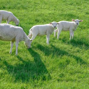 福杯满溢🎤《下午5:30开播》