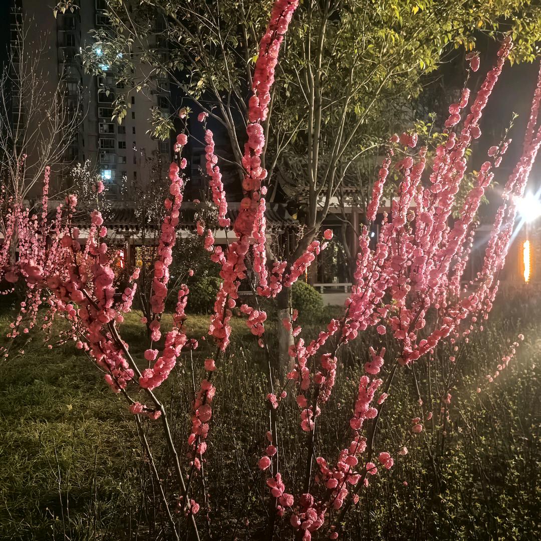 娟娟