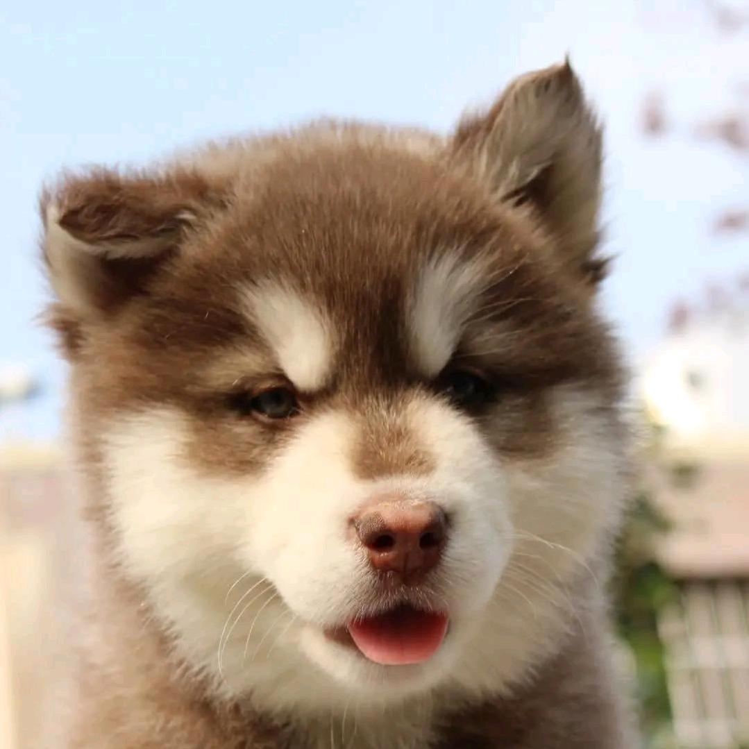 ღlucky是只阿拉࿐