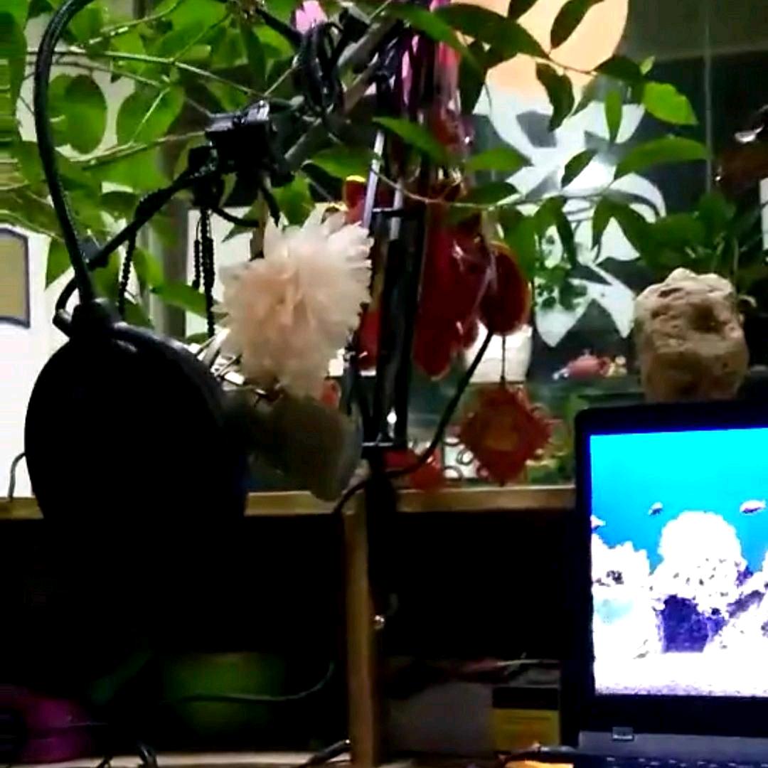 —━╋うLing度 จุ๊บღ᭄ꦿ