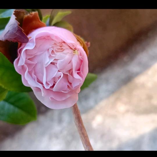 小鱼儿