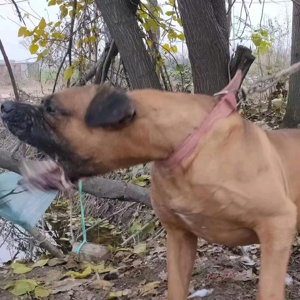 猛犬家族