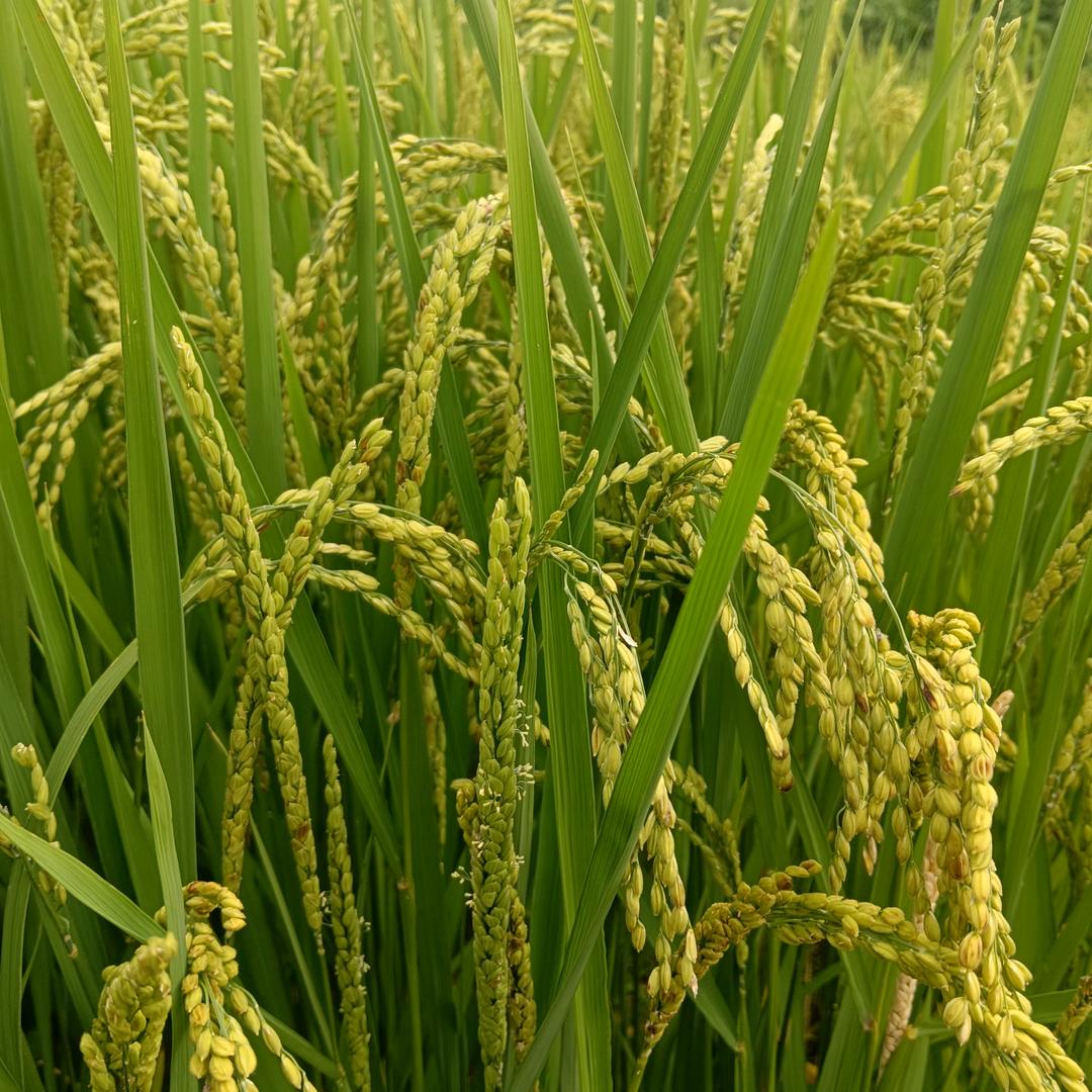 👣🇨🇳🇨🇳🇨🇳