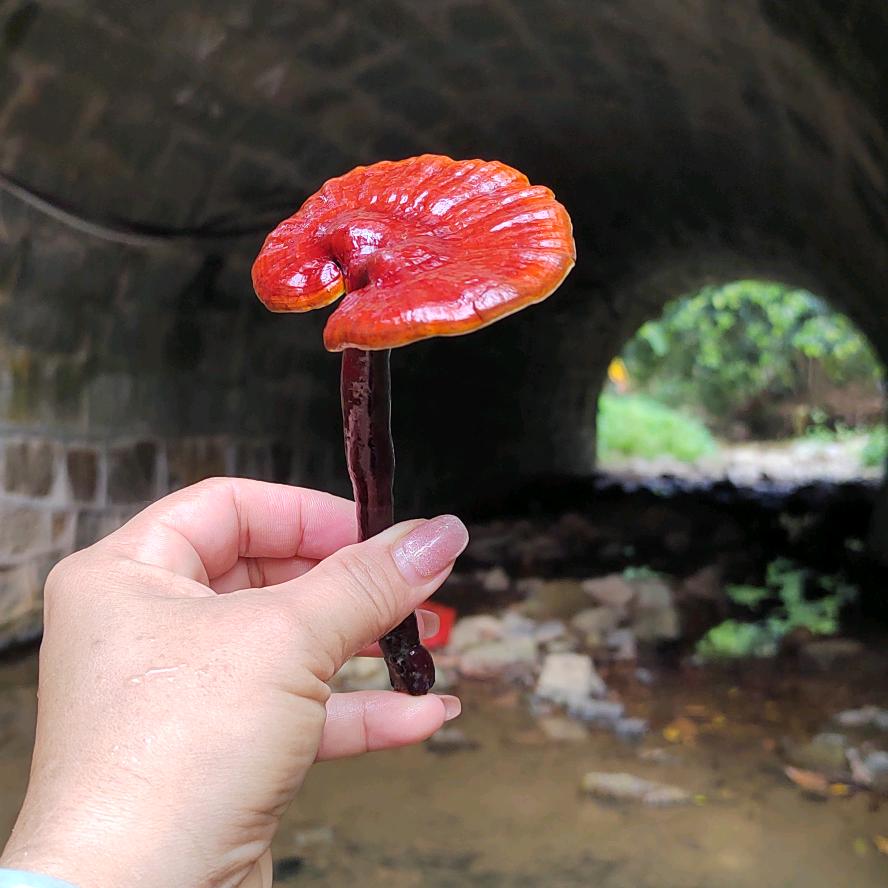 瑞瑞*