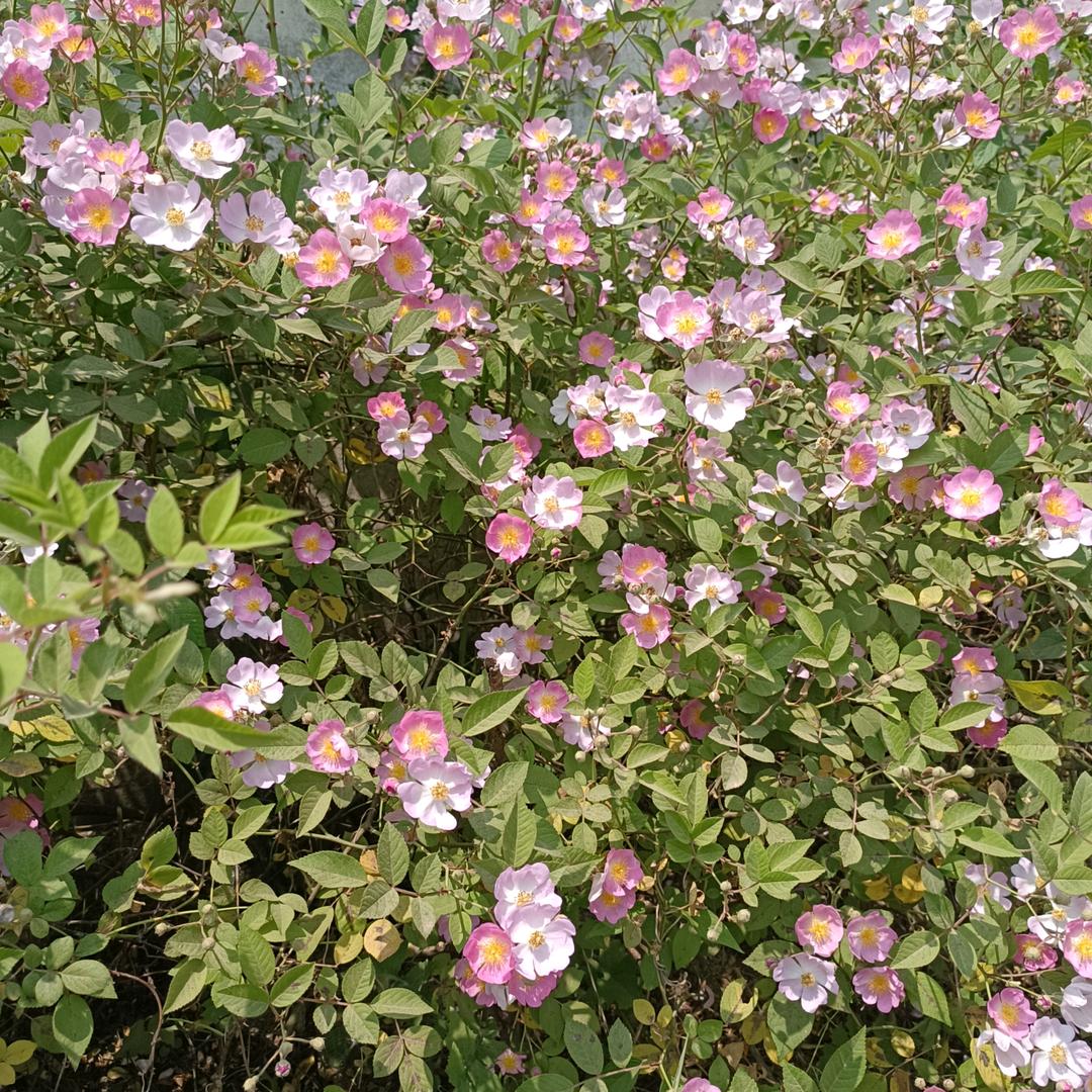 明泰纸业