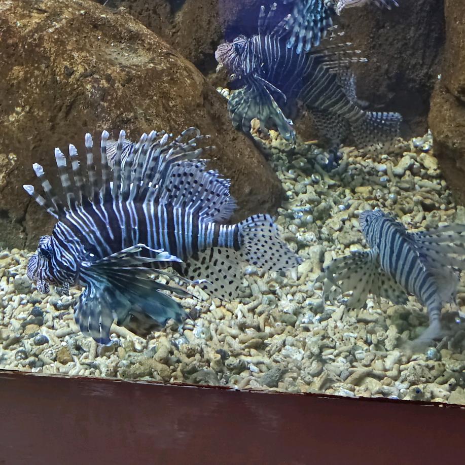 正在输入………