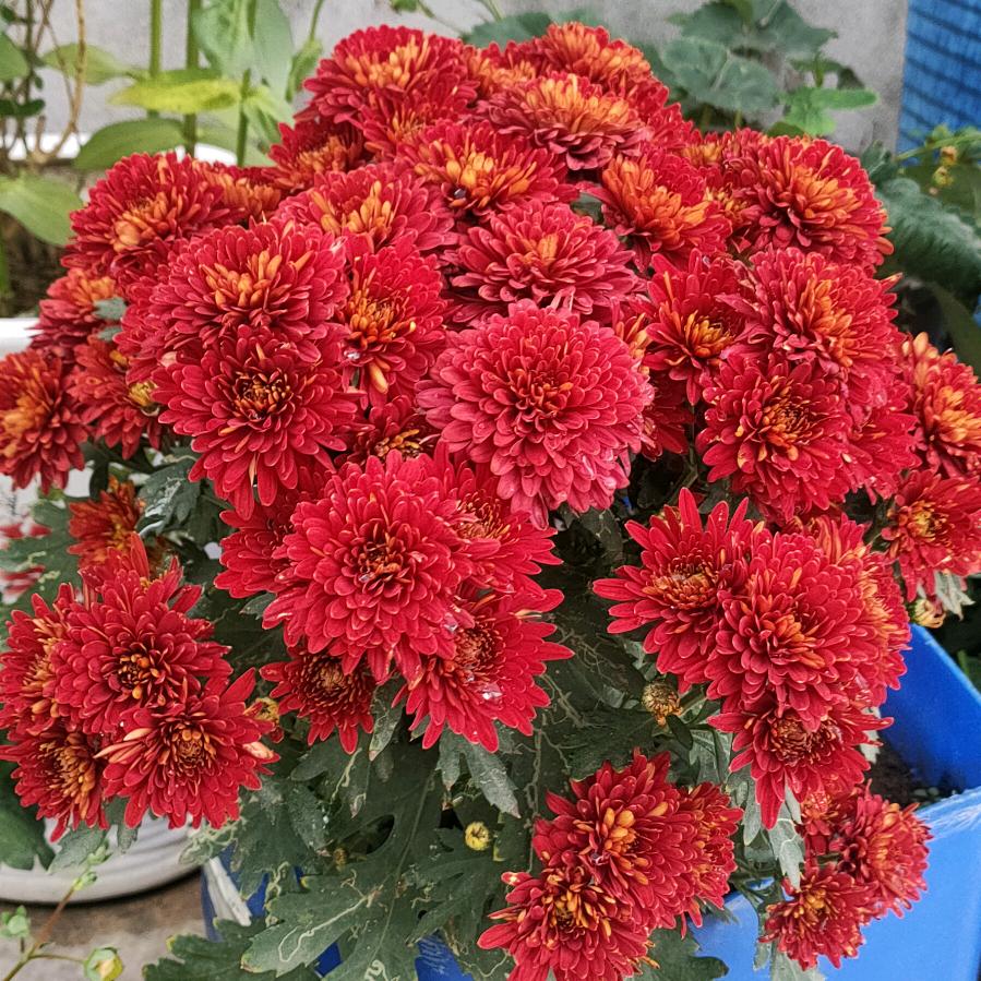 ꧁💖向🌺姐💖꧂