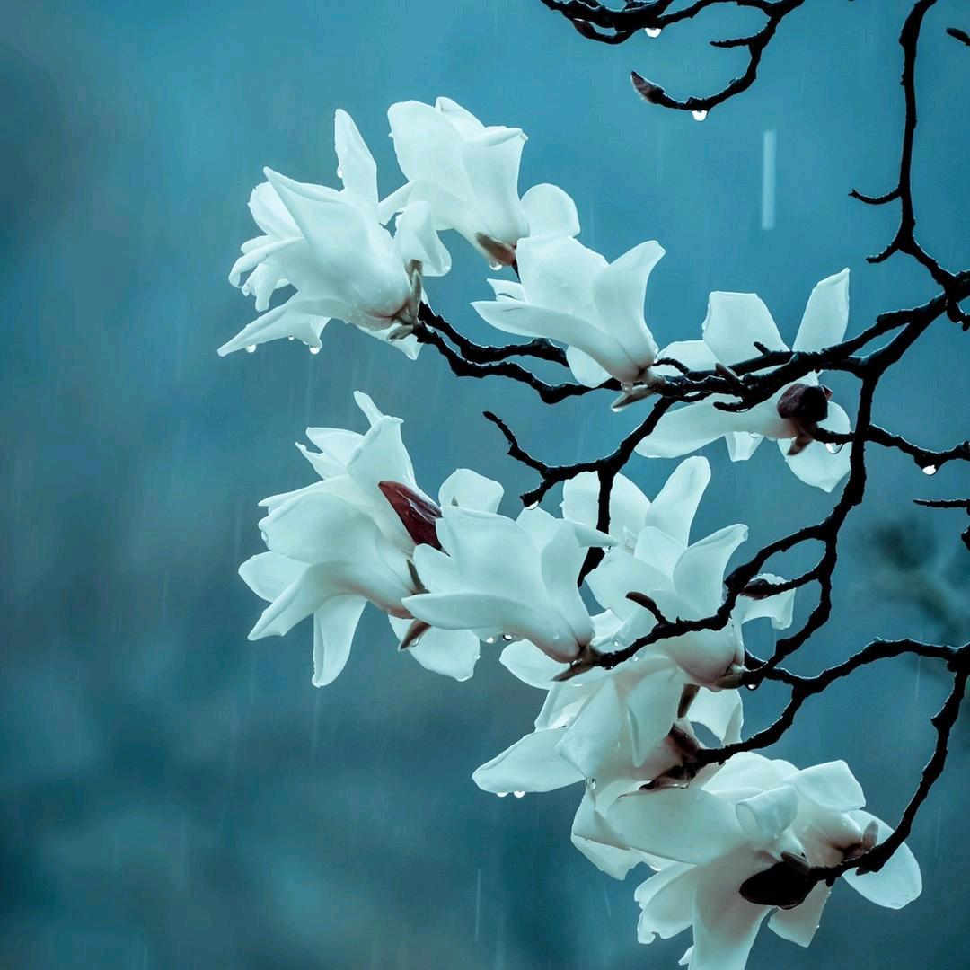 望春花