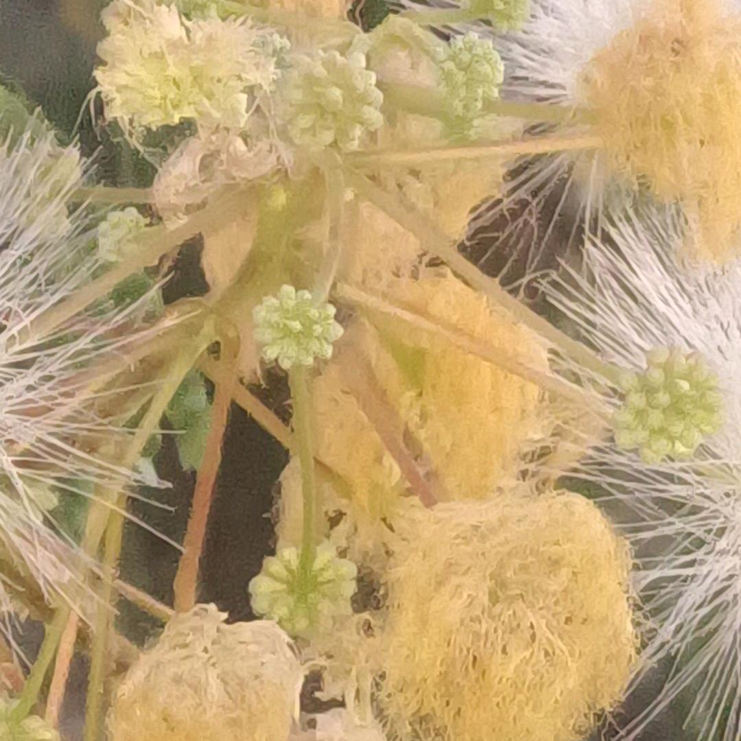 调肤~养肤~小芳小号