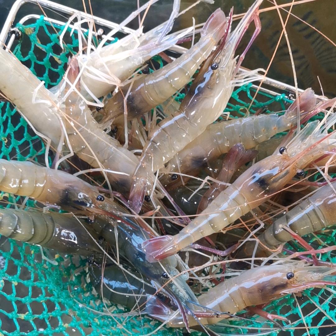 兆丰海鲜水产大亮活禽