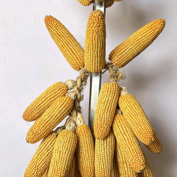 伯利恒农业科技