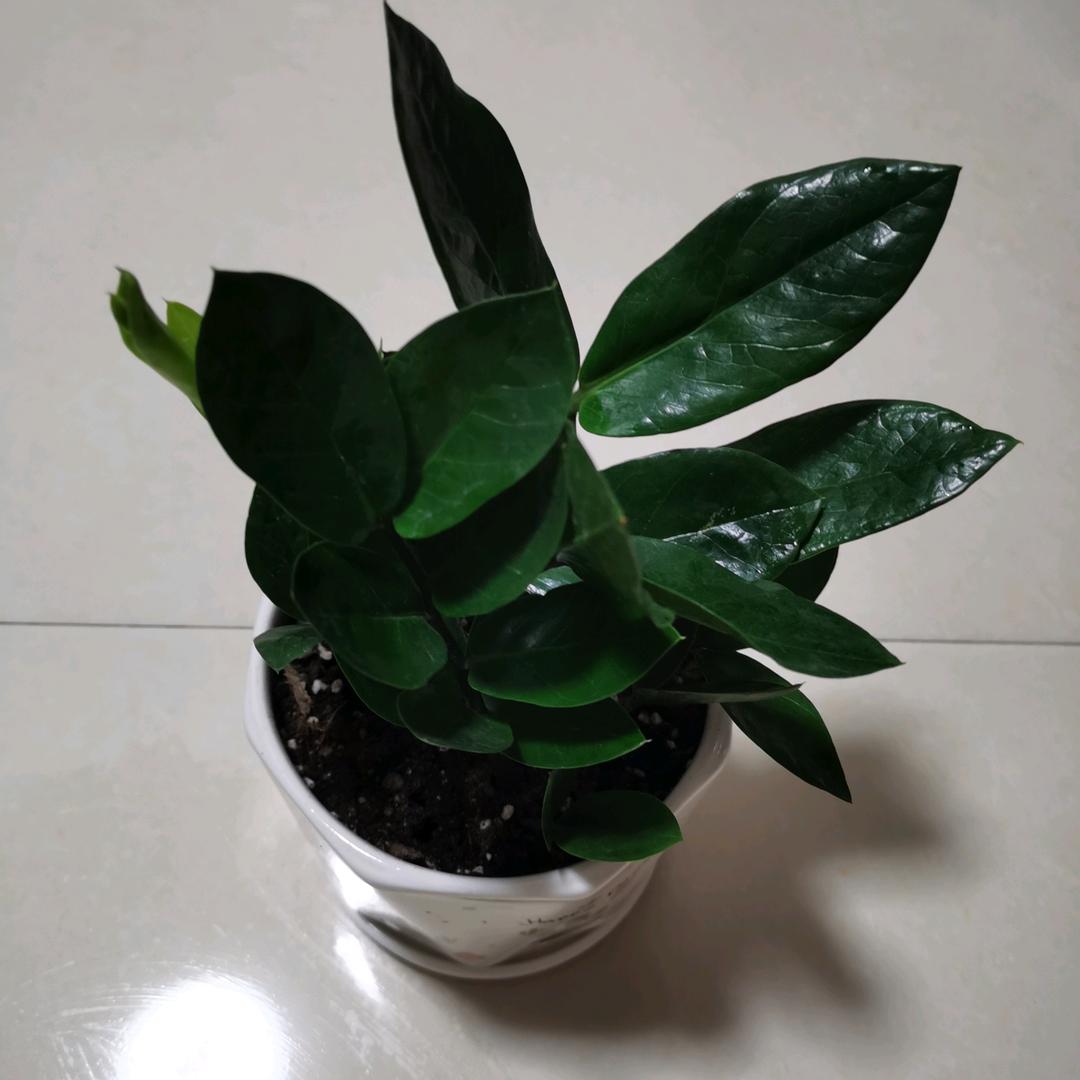 珊珊来迟