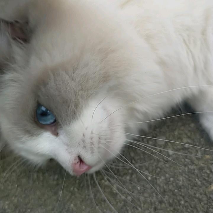 秋午次回头像