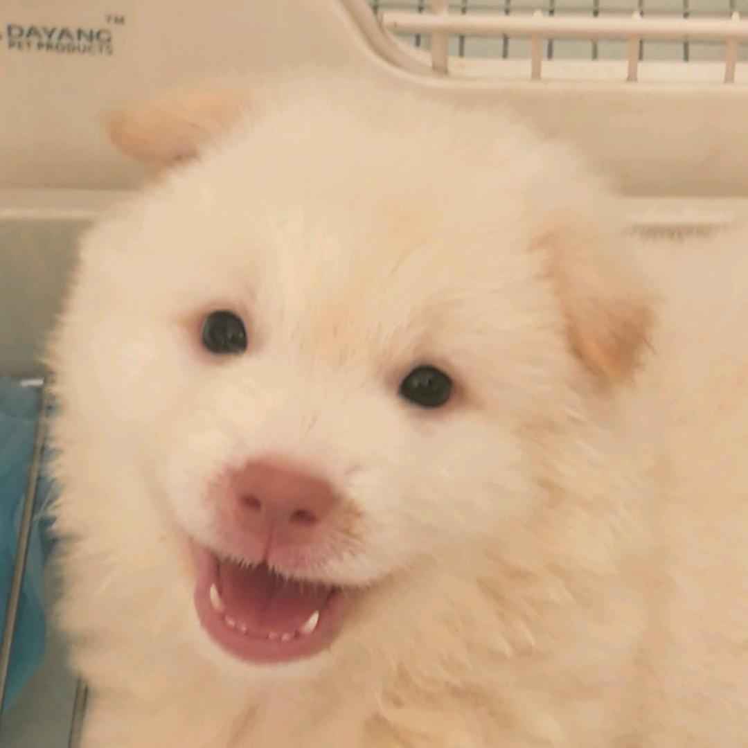 田园犬咖啡与雪糕