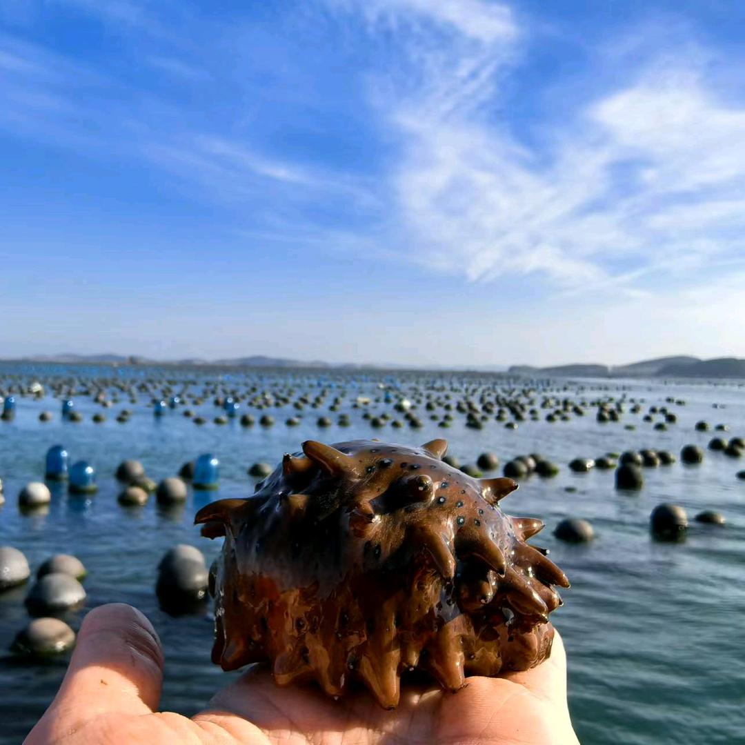 晓芹海参-太原晋阳街店