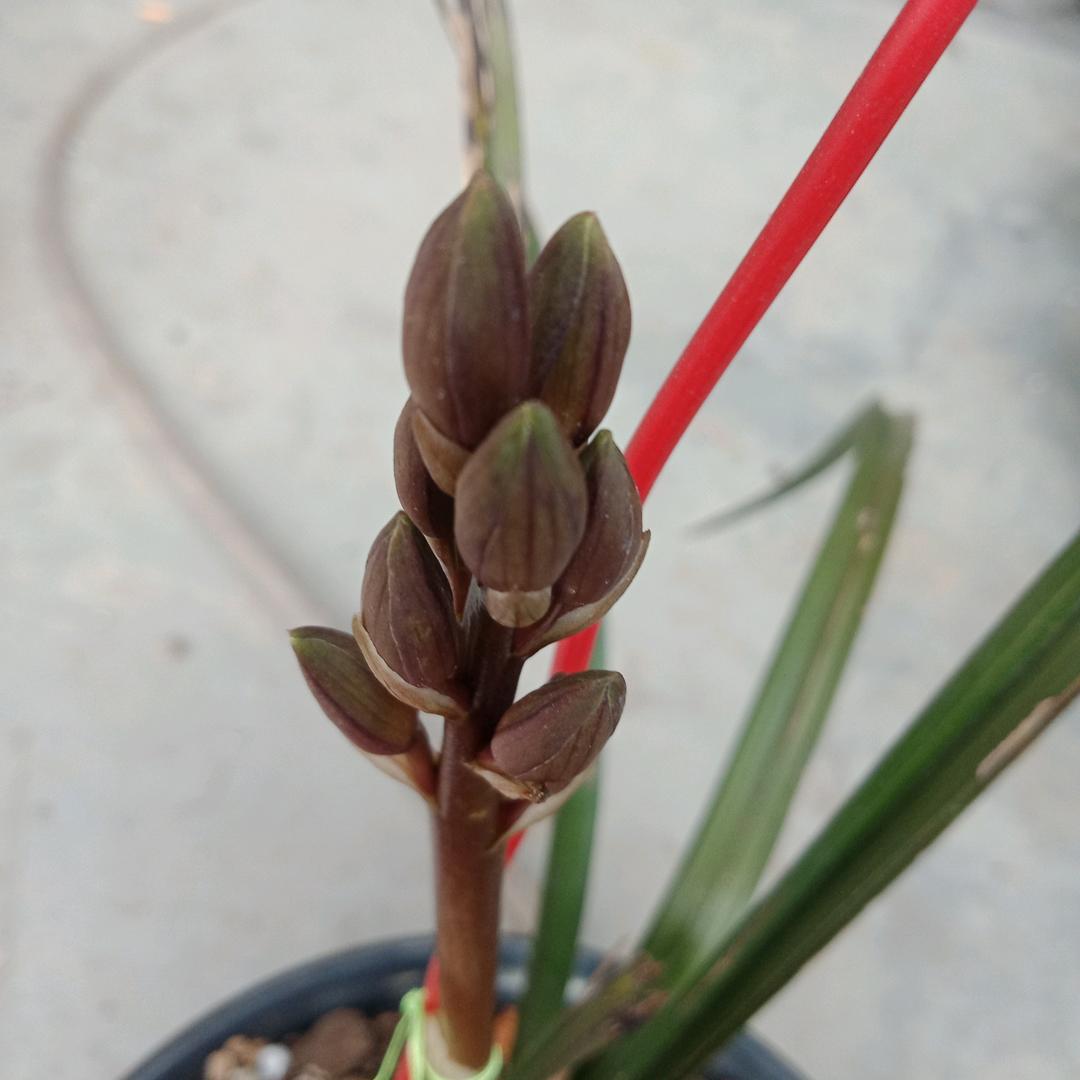 荷辨惠兰