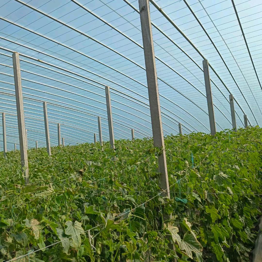 伍帝兔果蔬旗舰店