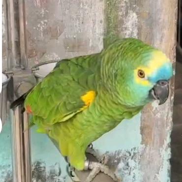 睡懵的老大《鹦鹉🦜繁殖基地》