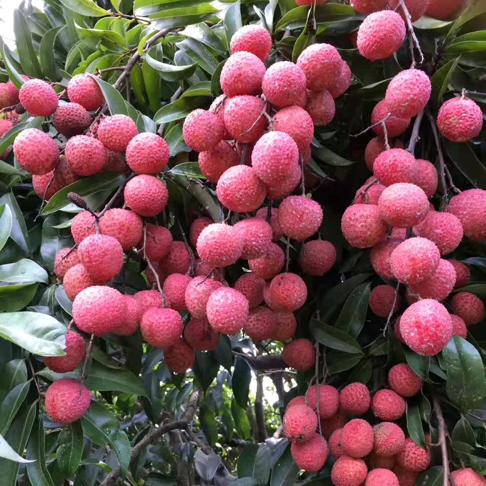 杨洋好物