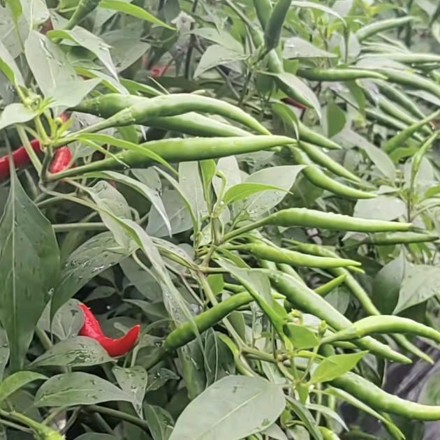 ᭄人间ઈོ一凡夫