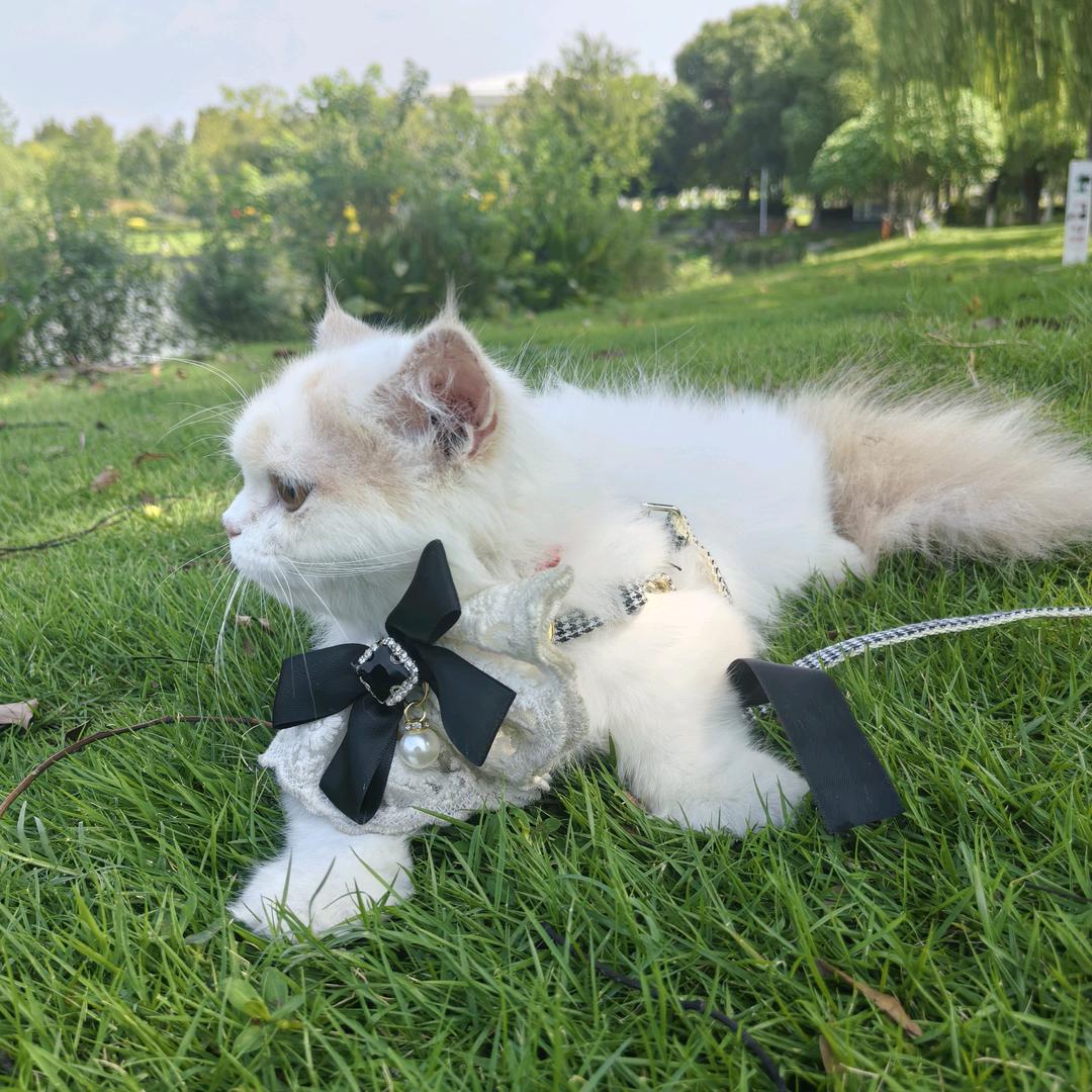 可乐很可爱