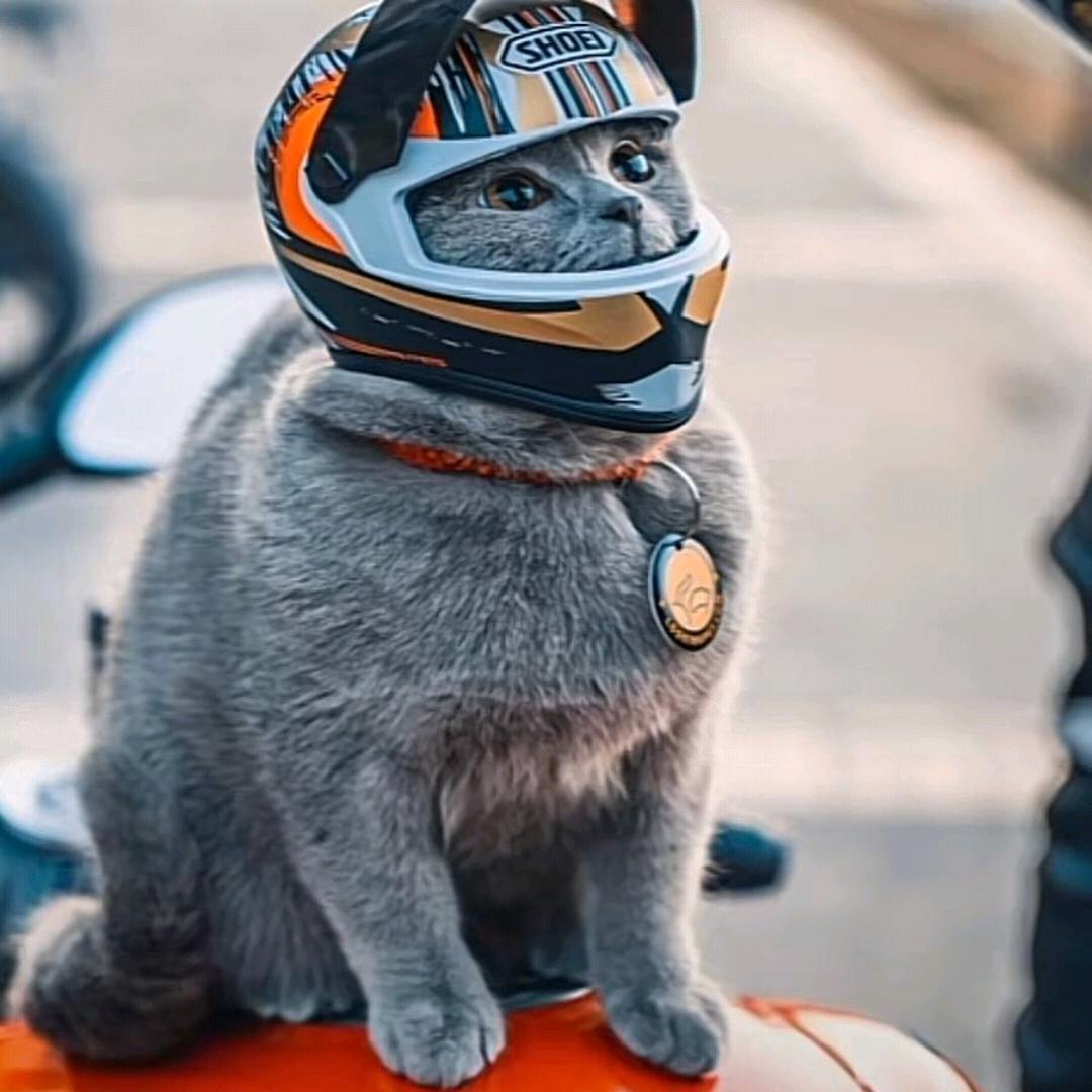 ༄孤影༆