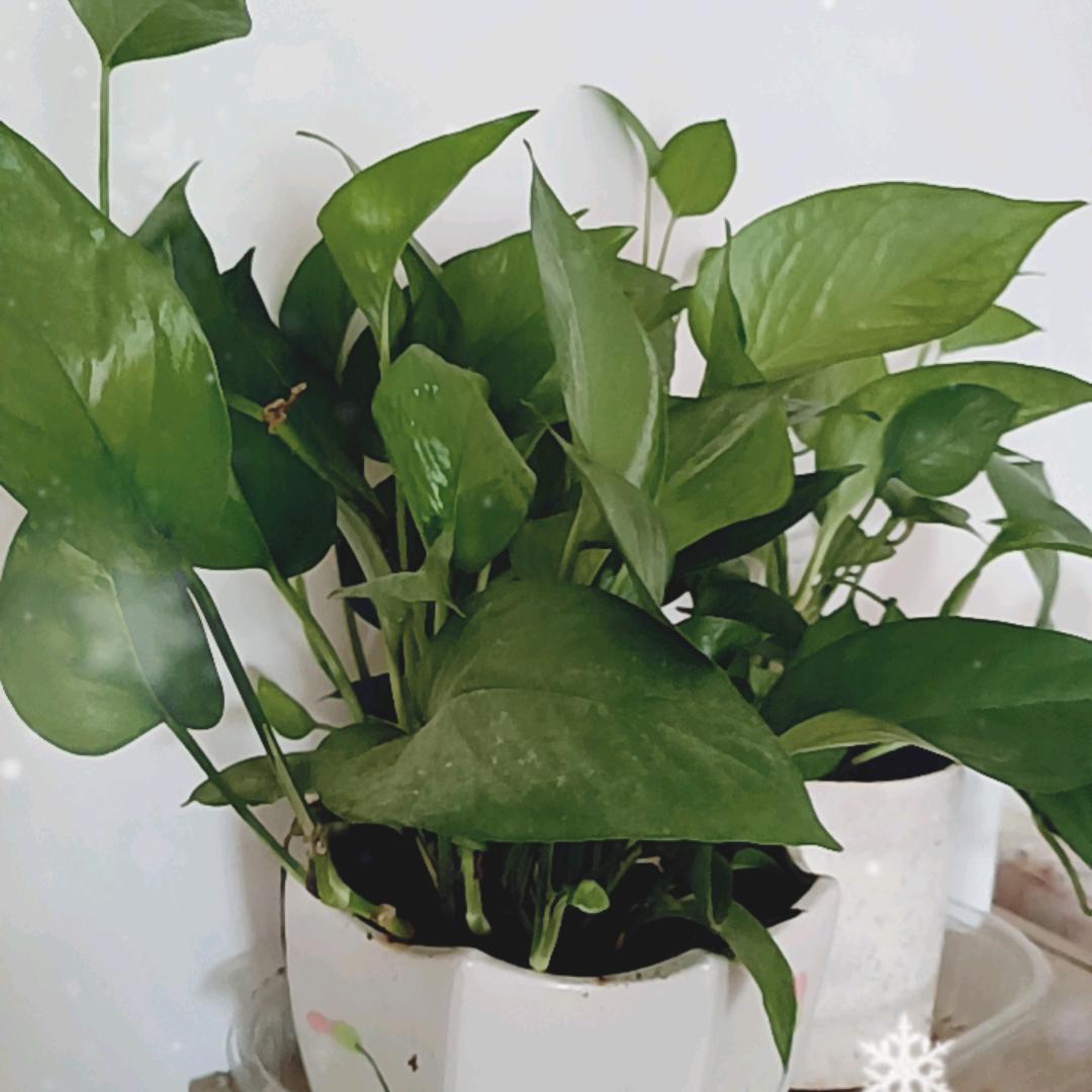 为你停刘