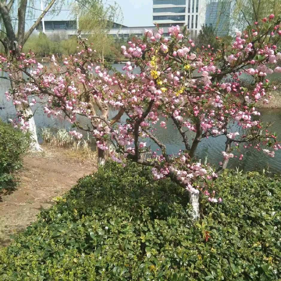 ya心想事成