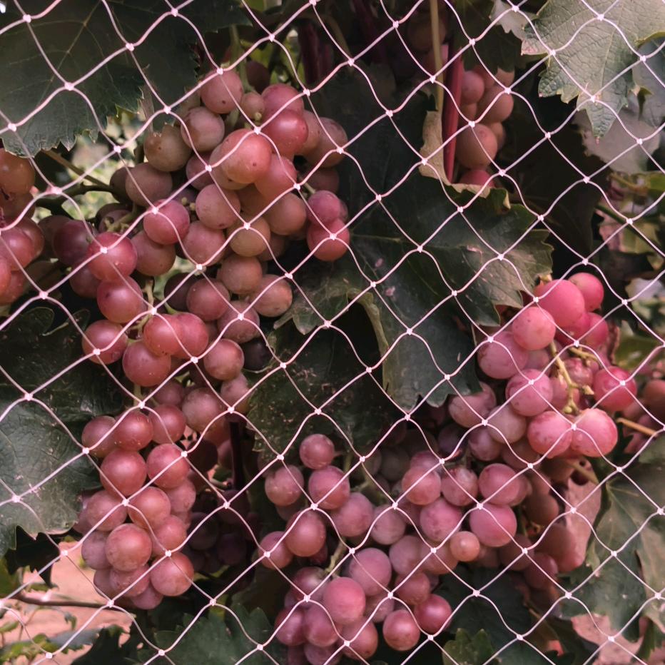 冰雪之星寒亭超甜葡萄