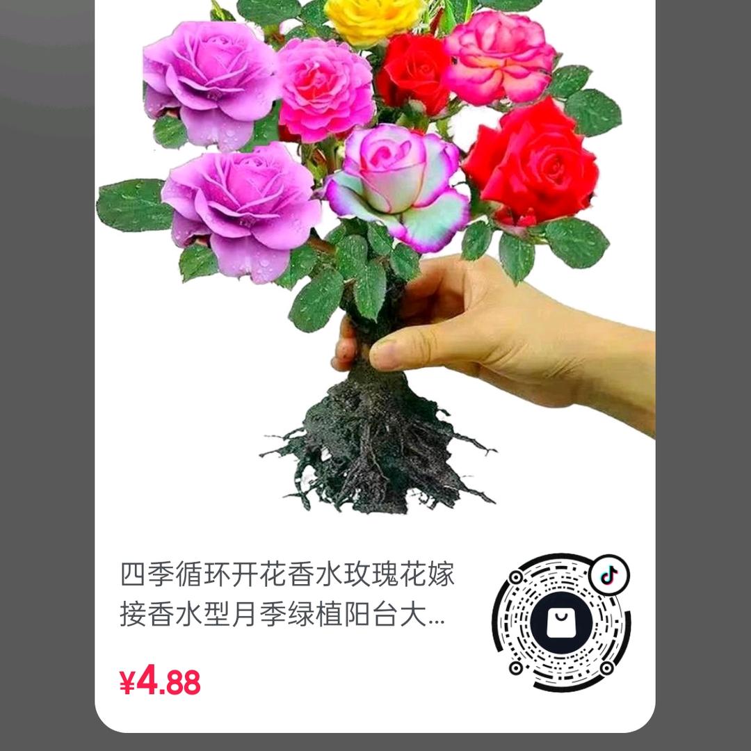 珍姐