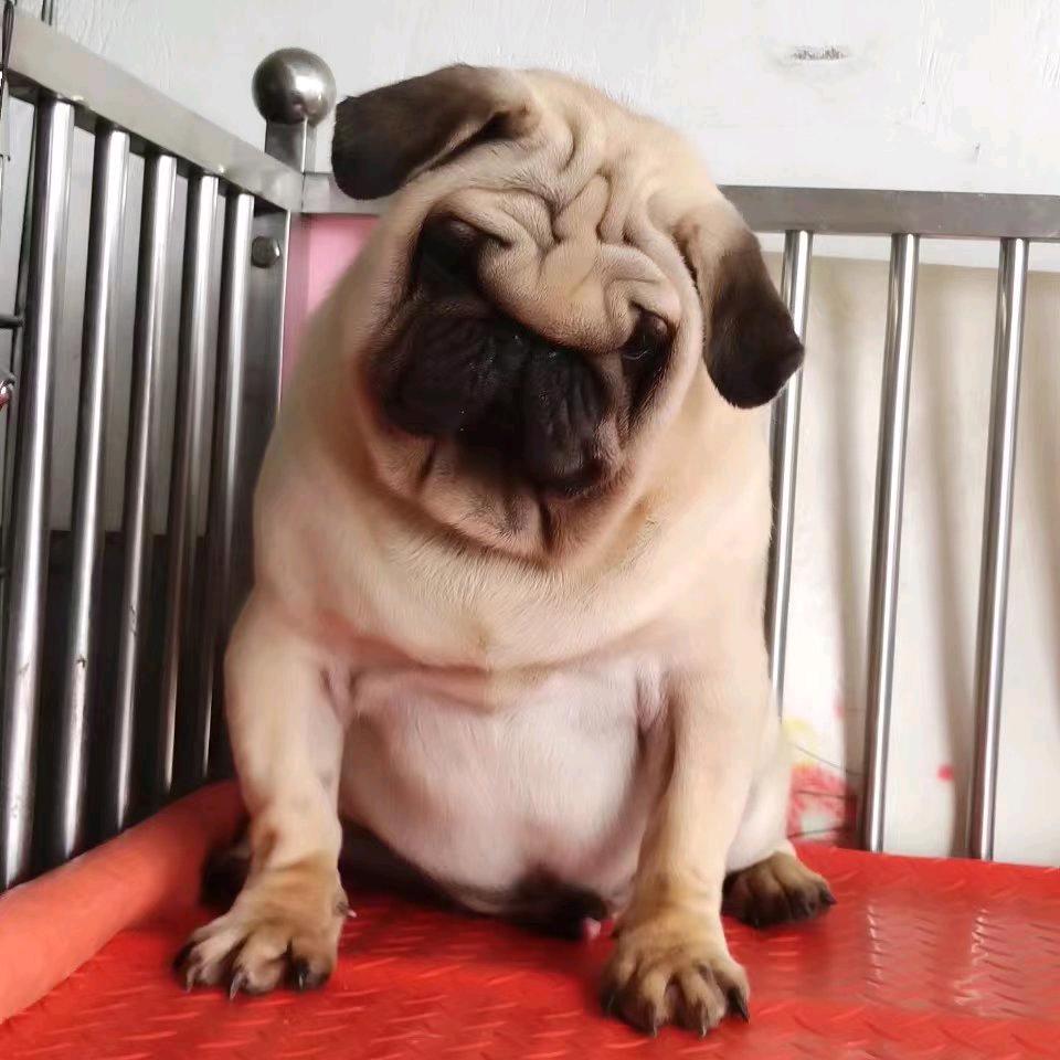 巴哥犬之家连赞拉黑