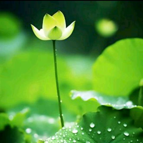百荷