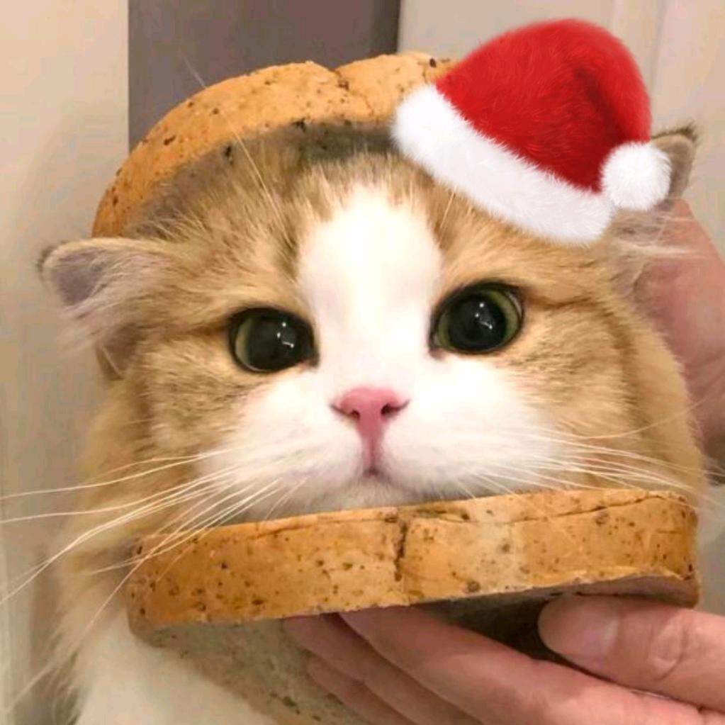小花猫meme的日记