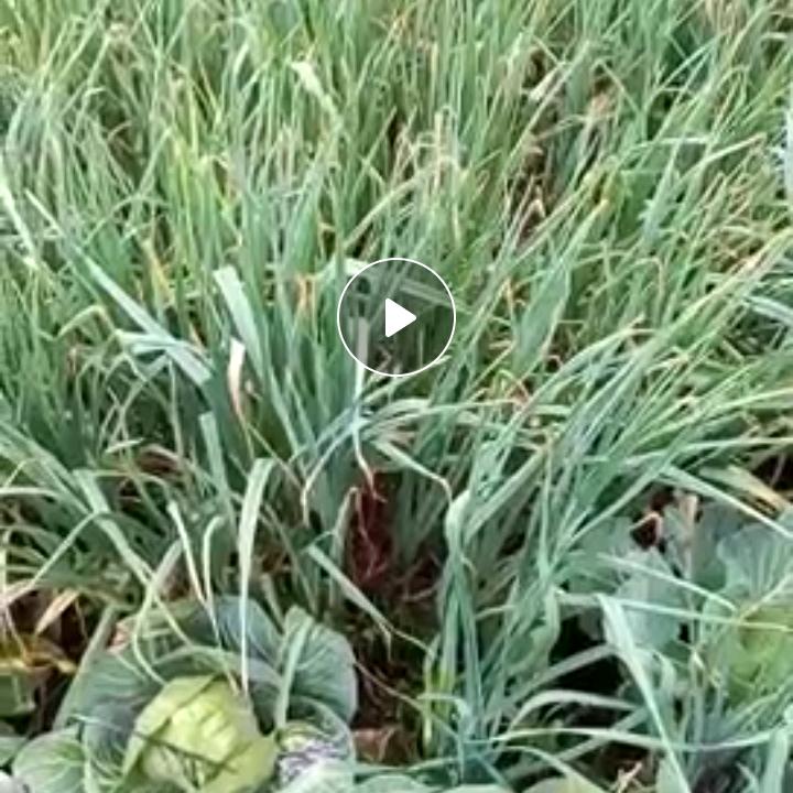孙玉领