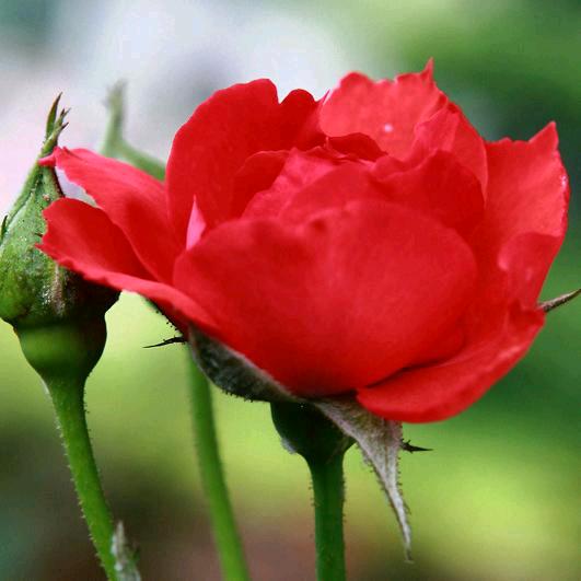 🌹铿锵玫瑰🌹
