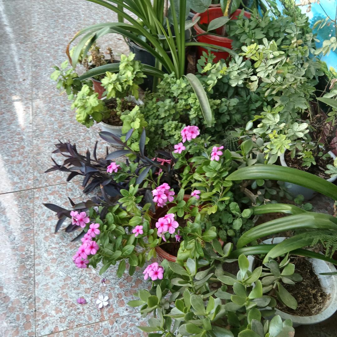 盘龙