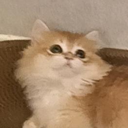 宝子我是个养猫的谢谢