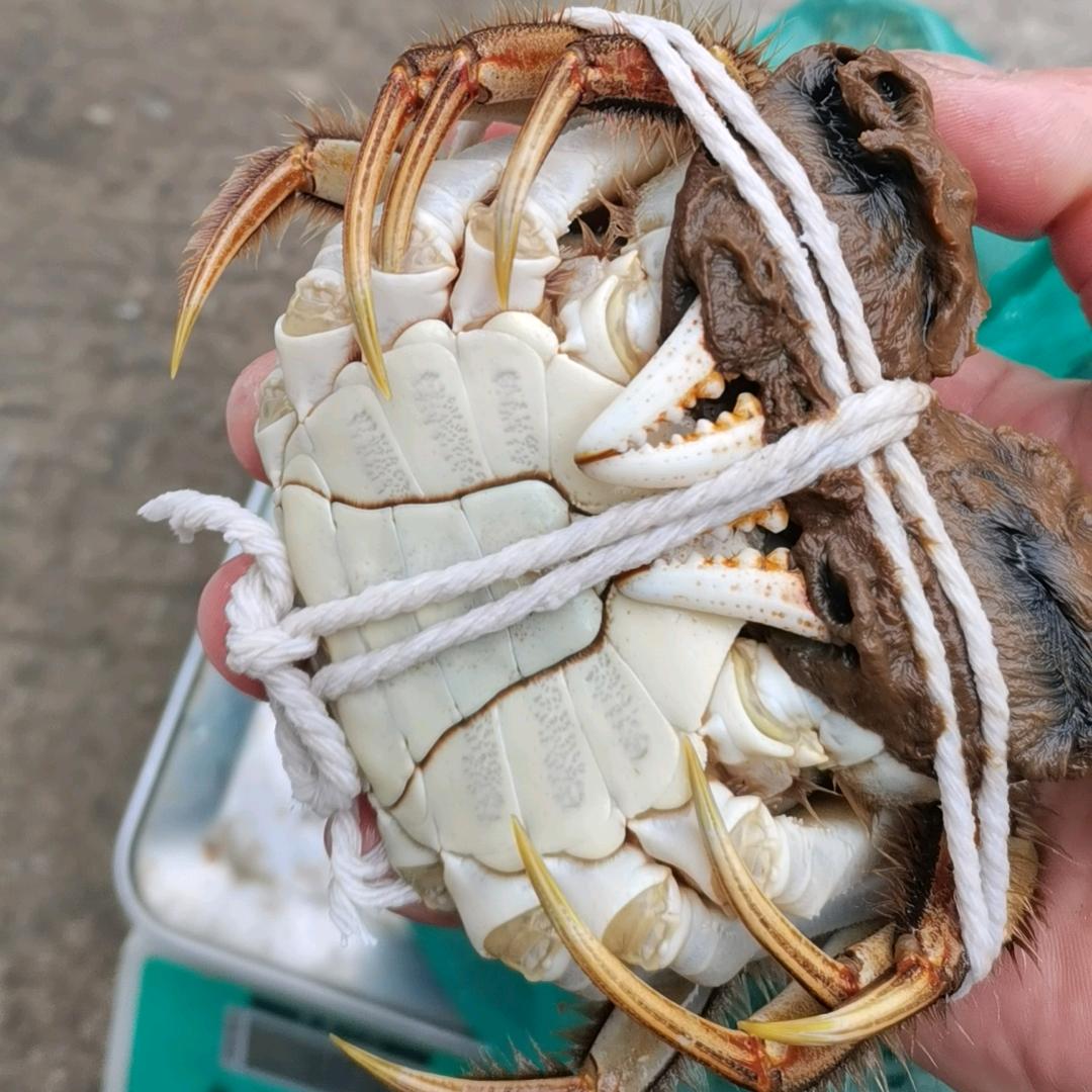 汤雄（清水大闸蟹）