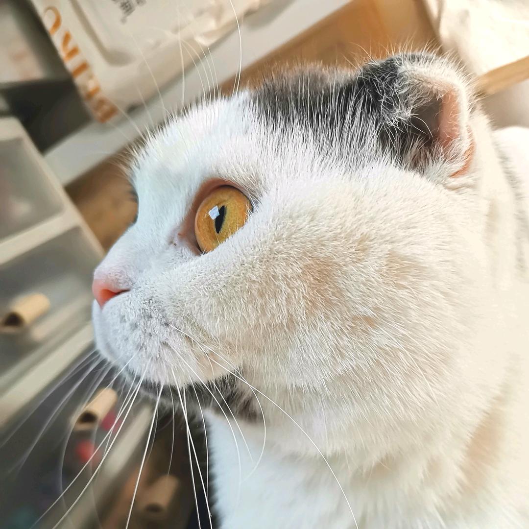格桑