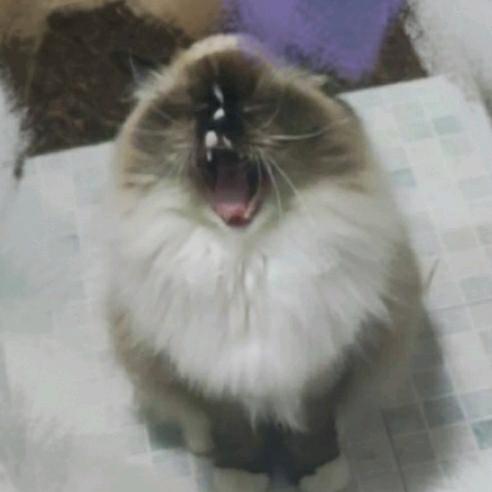 黑脸猫大食堂