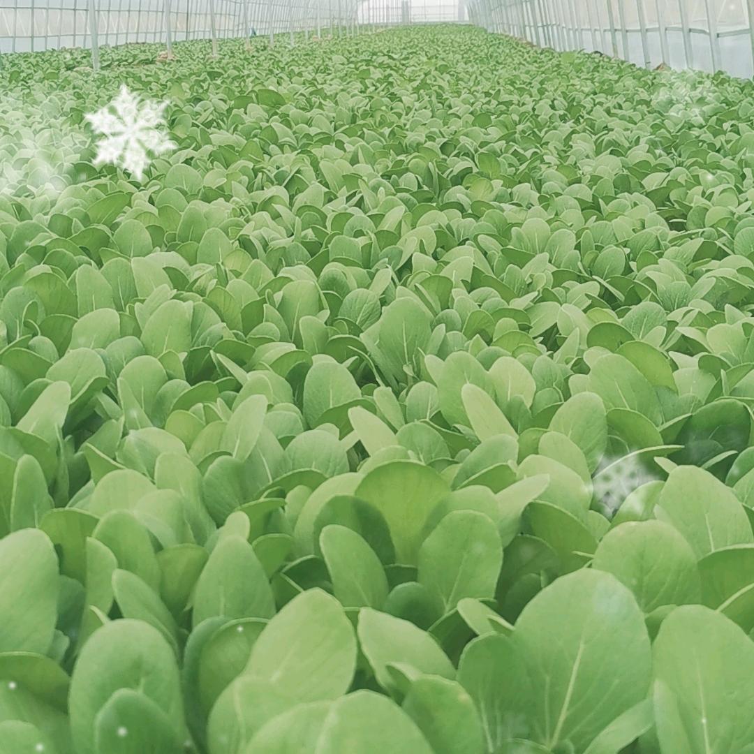 鹿邑县润锦家庭农场