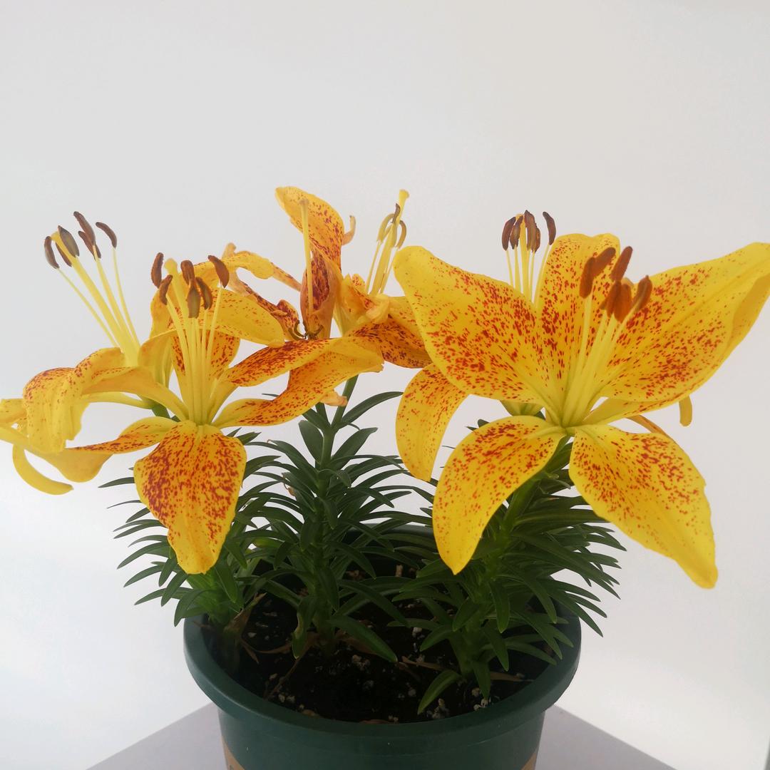 🤡我就是我🤡