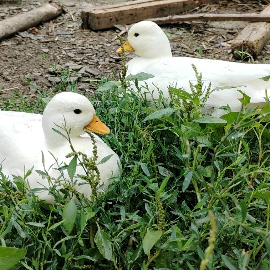 养鸭人