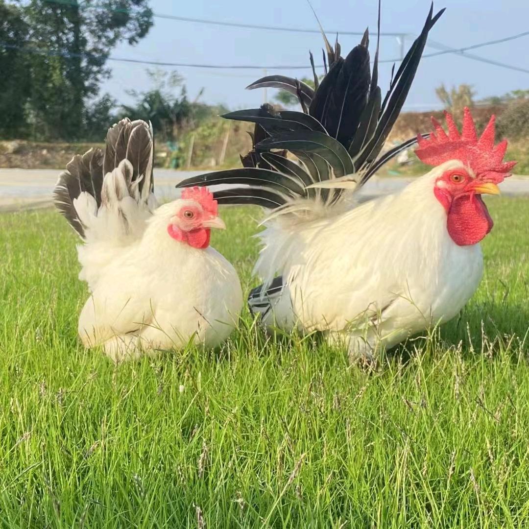 天津四合观赏鸡养殖，赵哥