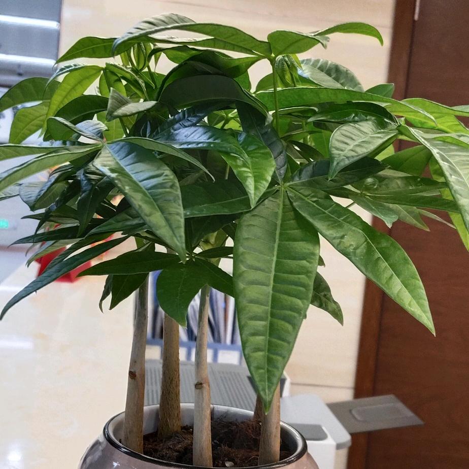爱吃空心菜汤的妞