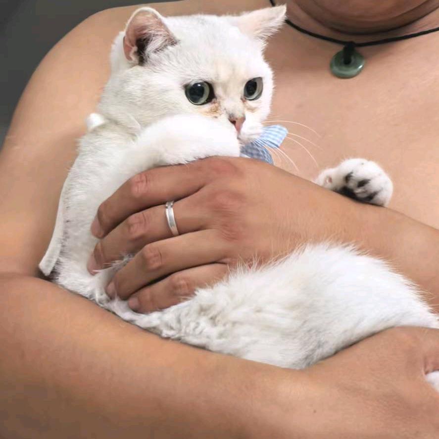 小狗是只猫