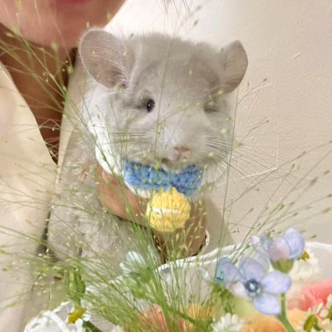 小莹龙猫